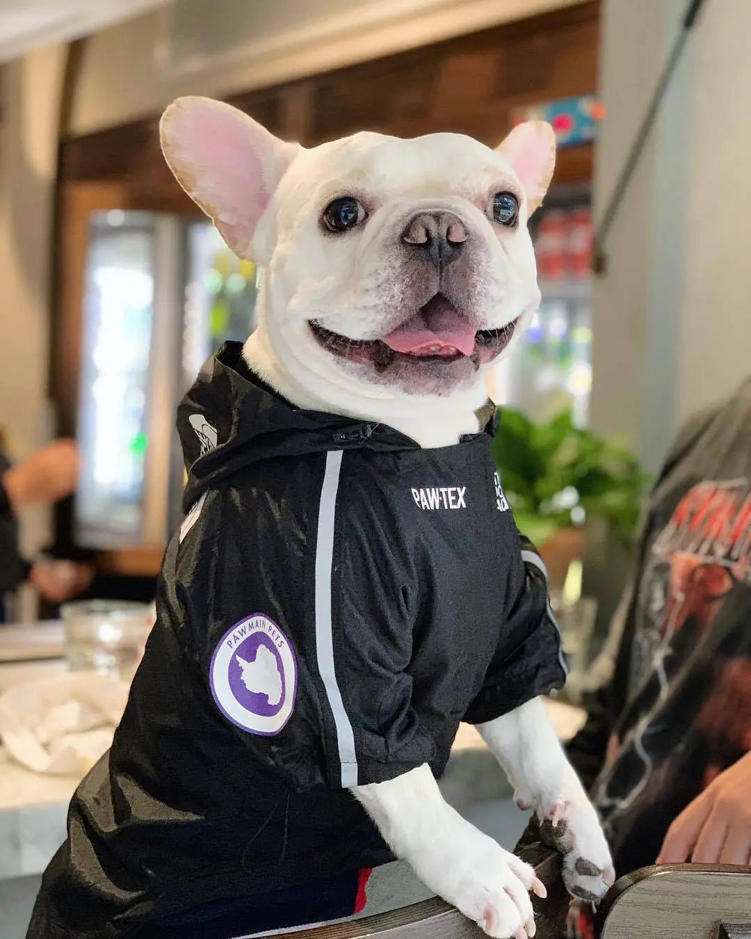 Dog Waterproof Jacket for Pets