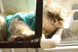 Cat Bed Hammock with Strong Suction Cups for Pets